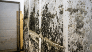 black mold on walls