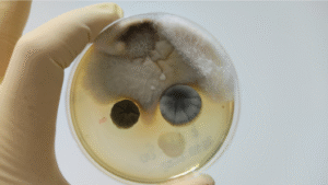 mold testing